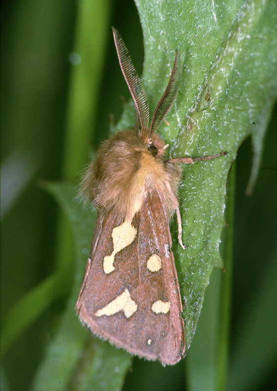 falena da identificare - Hyphoraia testudinaria, Erebidae Arctiinae